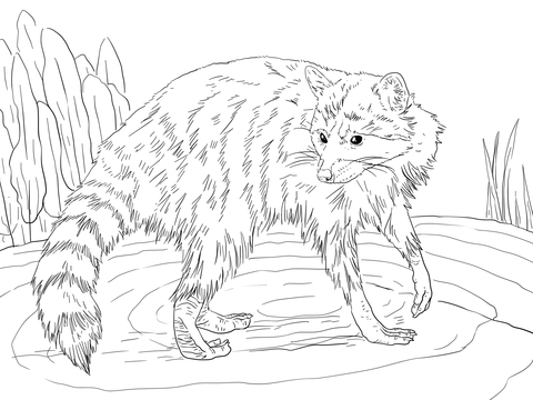 Raccoon Looking Back Coloring Page